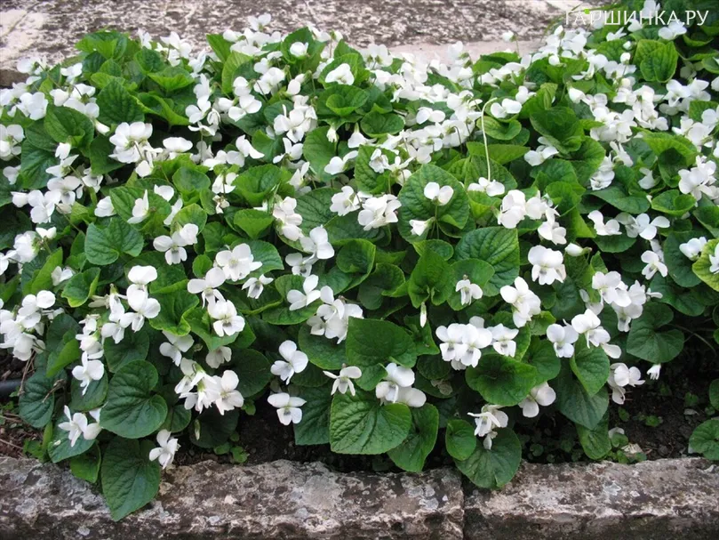 Фиалка Альбифлора сестринская