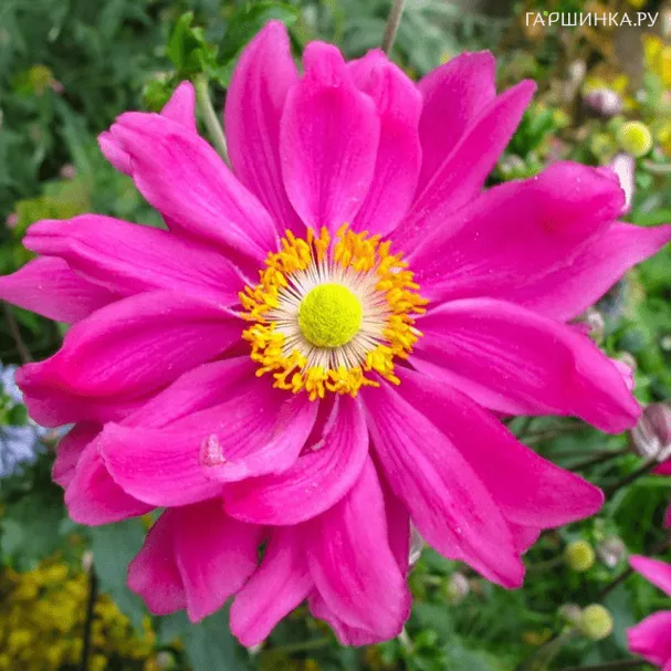 Анемона (Ветреница) японская Маргарет