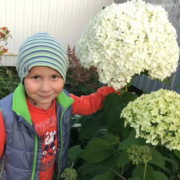 Гортензия Стронг Анабель (Инкредибл) древовидная