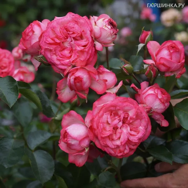 Роза Антик 89, Кордес (лиц)