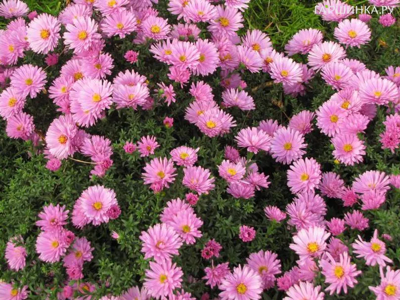 Астра кустарниковая Розенвихтель