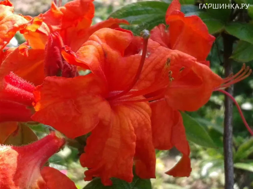 Азалия японская Александр