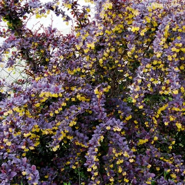 Барбарис Суперба оттавский