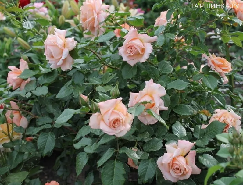 Роза Барок плетистая, Тантау (лиц)