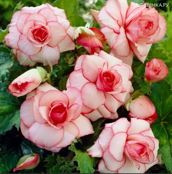 Бегония Пикоти Вайт/Ред 2шт.