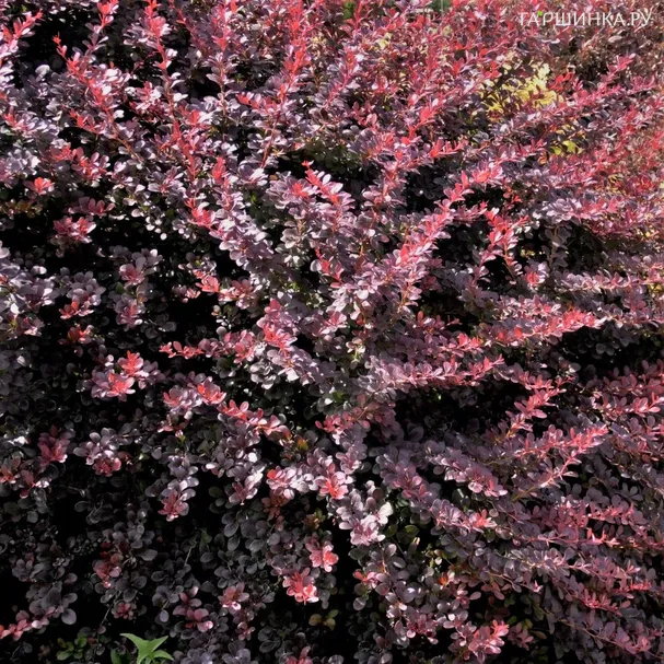 Барбарис Тунберга Атропурпуреа