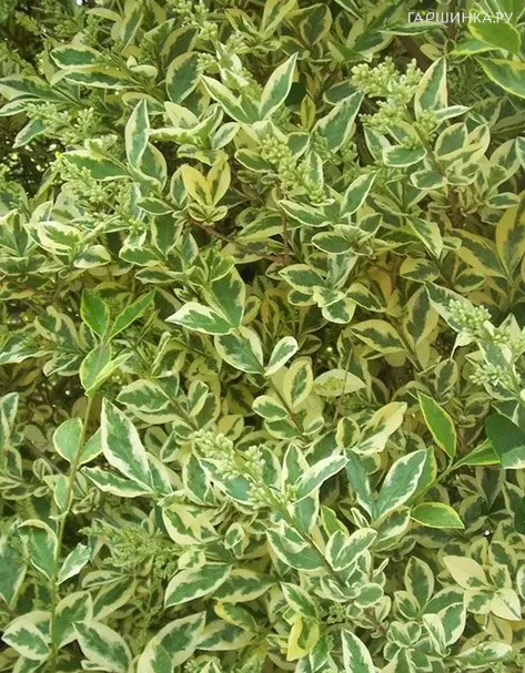 Бирючина Аргентеум овальнолистная