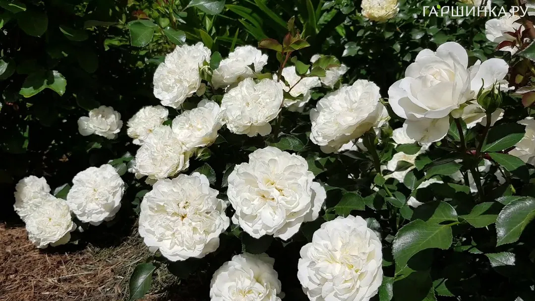 Роза Бланк Мейяндекор