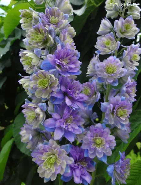 Дельфиниум Блюберри Пай (Черничный пирог)