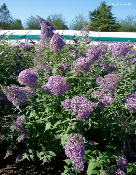 Буддлея Давида Гулливер