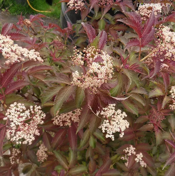 Бузина Серенада черная