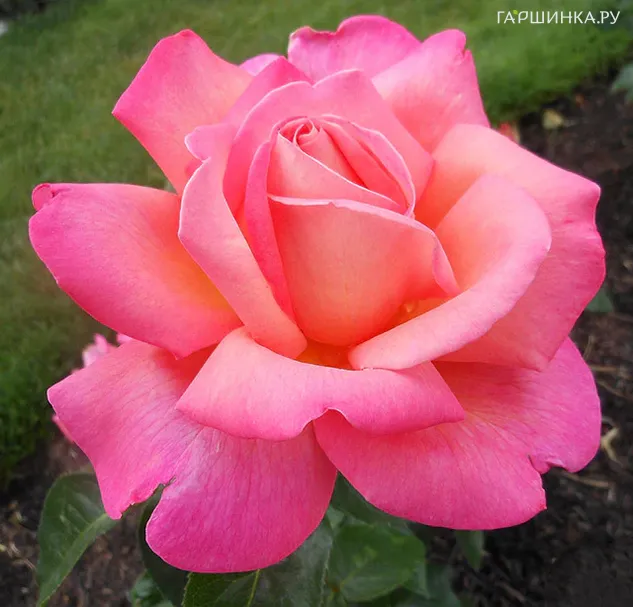 Роза Чикаго Пис, Мейян (лиц)