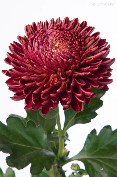 Хризантема Бигоуди Ред уличн.