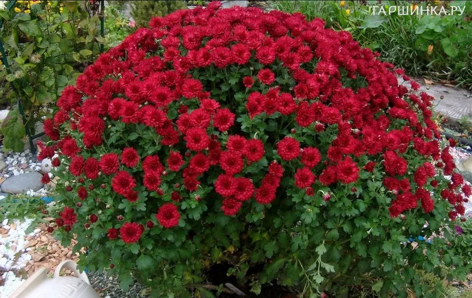 Хризантема мультифлора Бранроял Скарлет