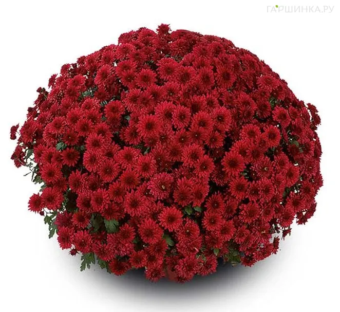 Хризантема мультифлора Брансаунд Ред