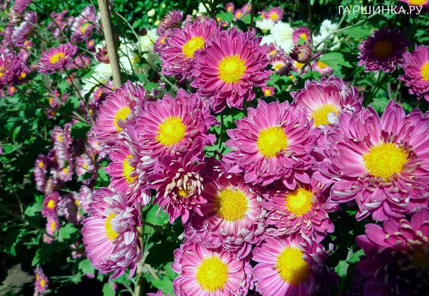 Хризантема Виталинка