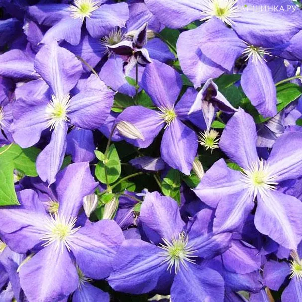 Клематис Джэнни (3)