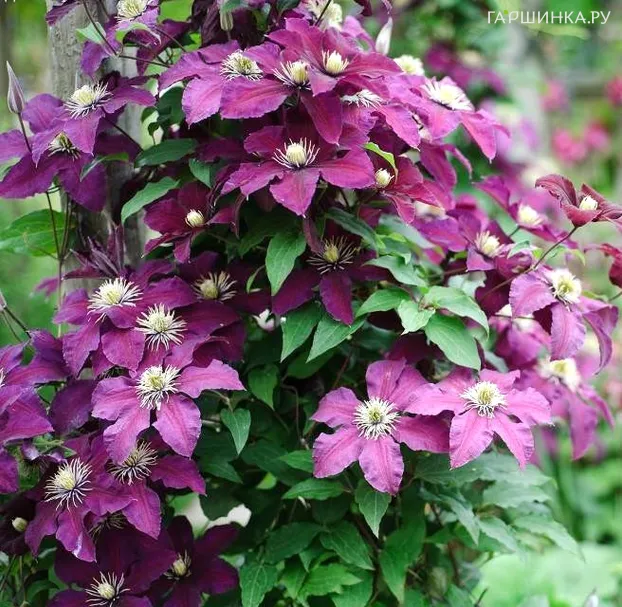 Клематис Лех Качински крупноцветковый(2)