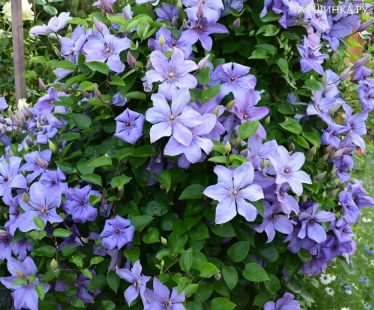 Клематис Министр крупноцветковый (2)