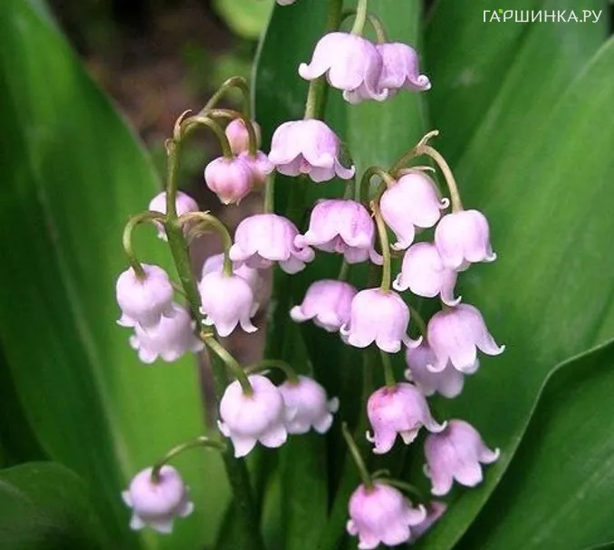 Ландыш майский Розеа