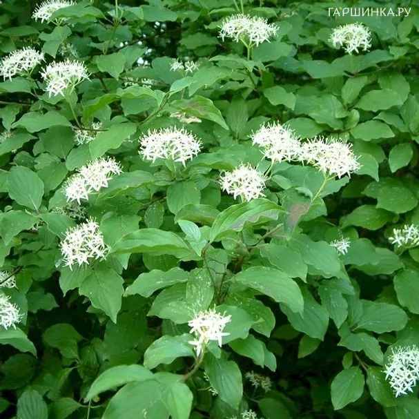 Дерен кроваво-красный