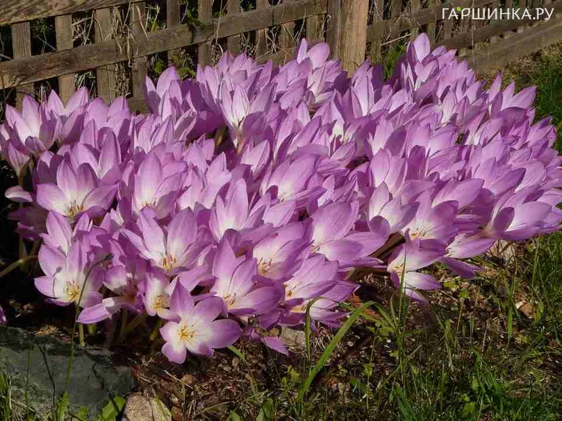 Крокус Зонатус 10шт