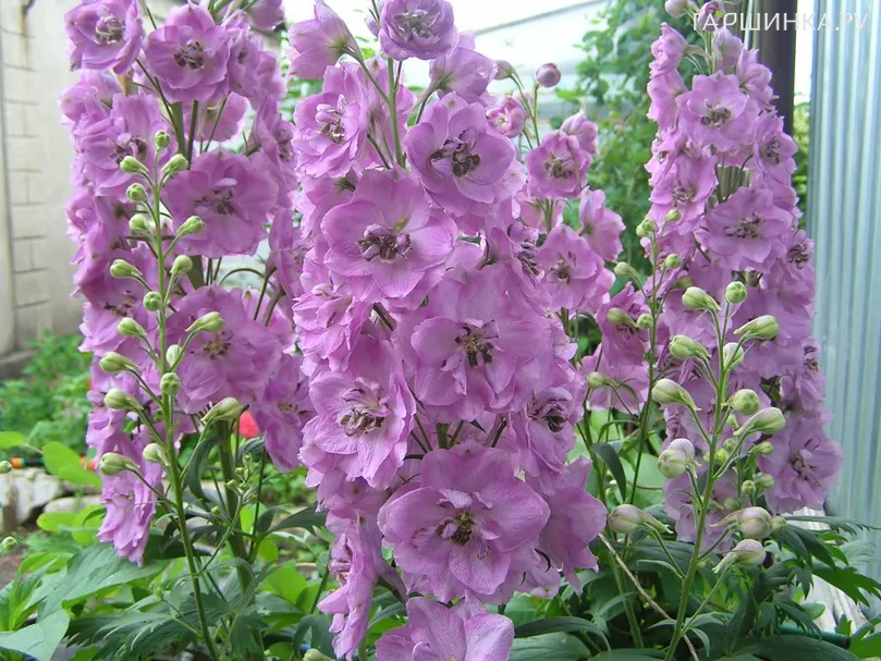 Дельфиниум Пацифик Астолат