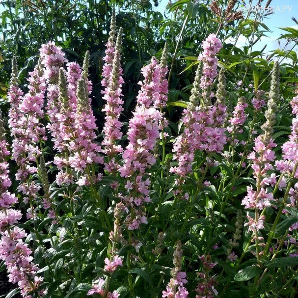 Дербенник Блаш иволистный