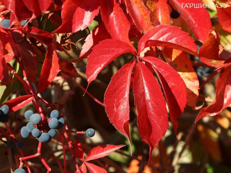 Девичий виноград Энгельмана (с присосками)
