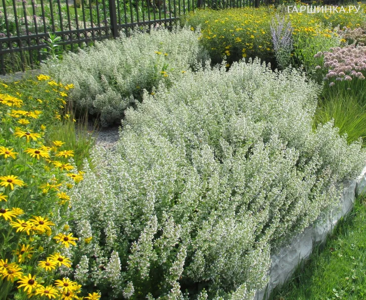 Душевик котовниковый Вайт Клауд