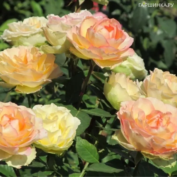 Роза Джалита