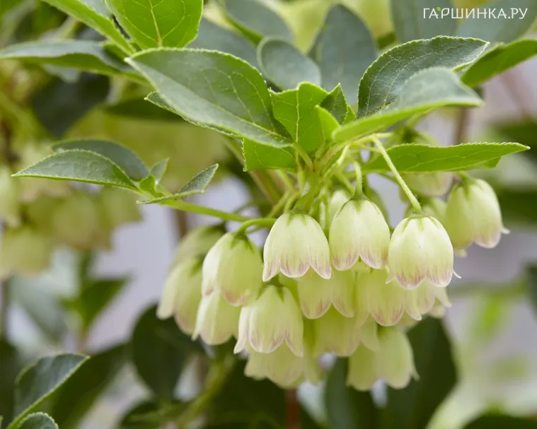 Энкиантус Преттикоат