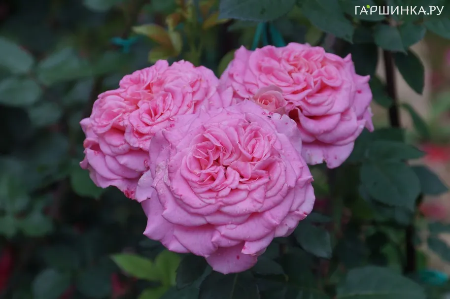 Роза Эшли чайно-гибридная, Тантау (лиц)