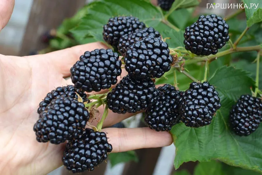 Ежевика Лох Тей бесшипная ультраранняя