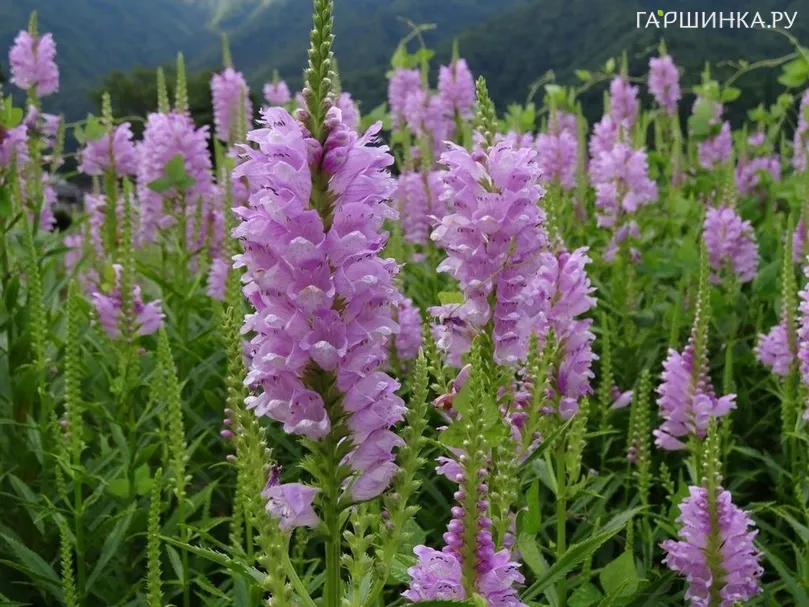 Физостегия виргинская