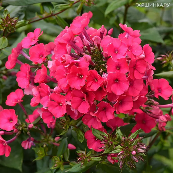 Флокс метельчатый Надя