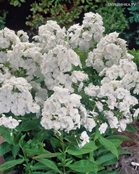 Флокс Рембрандт метельчатый