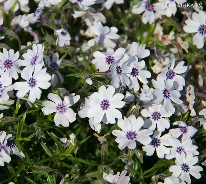 Флокс Бавария шиловидный
