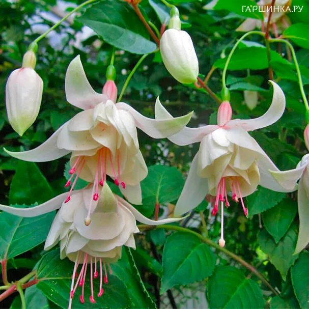 Фуксия Аннабель