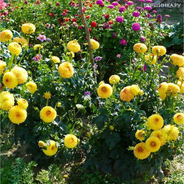 Георгина Санни Бой шаровидная