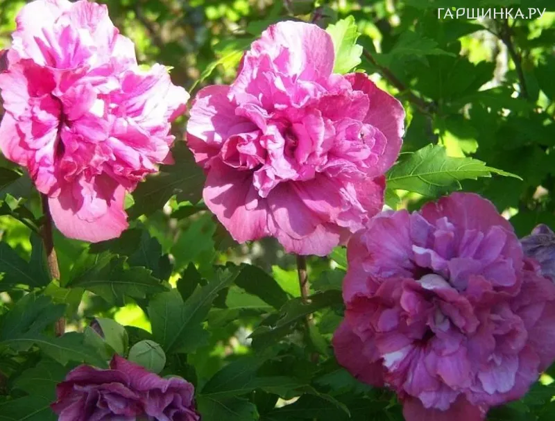 Гибискус Дюк Де Брабант