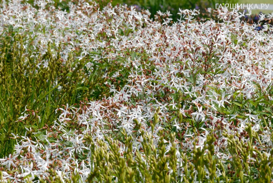 Гилления трехлистная