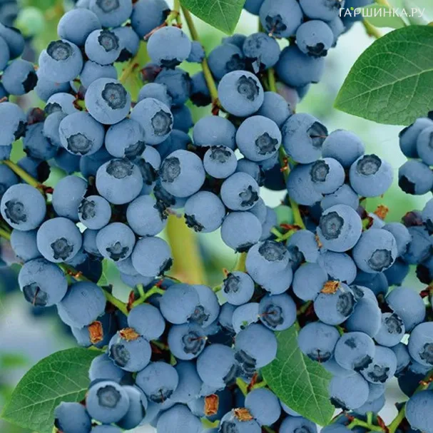 Голубика Голдтраубе