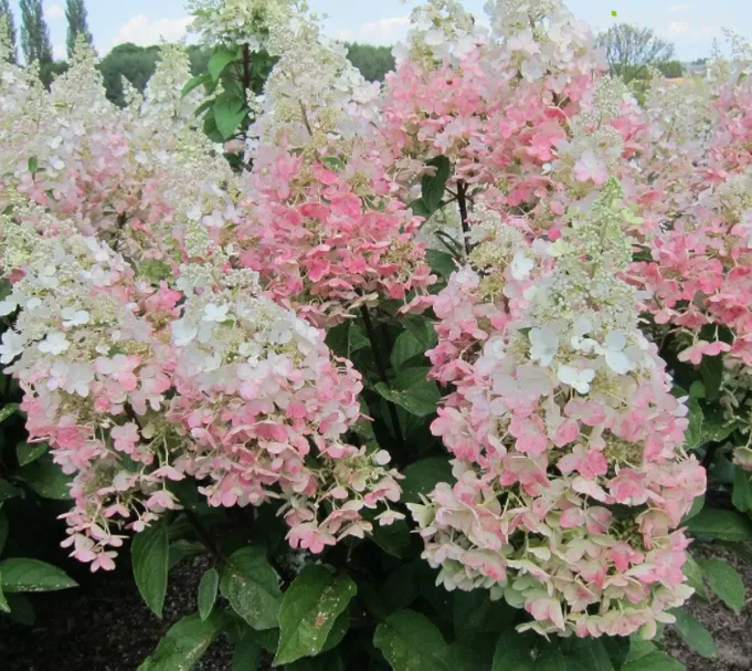 Гортензия Ангелс Блаш (Руби Глоу) метельчатая