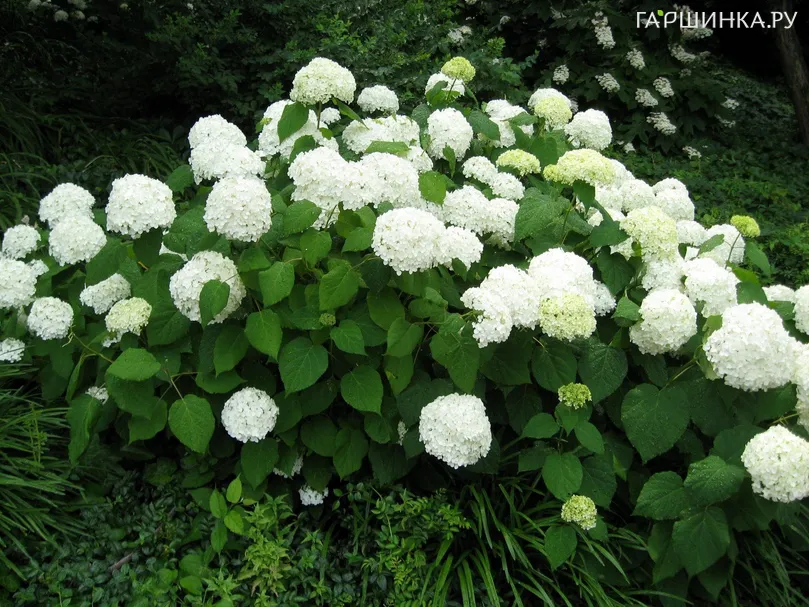 Гортензия Грандифлора древовидная