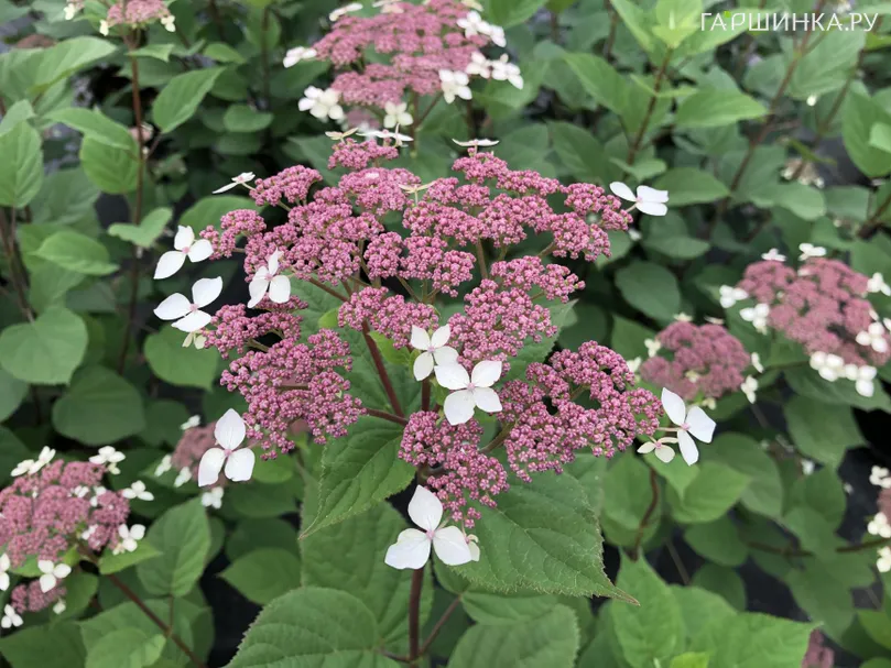 Гортензия Радиата (Лучистая) древовидная