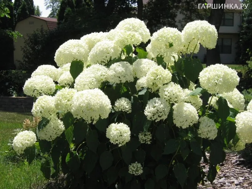 Гортензия Вайт Болл (Белый шар) древовидная