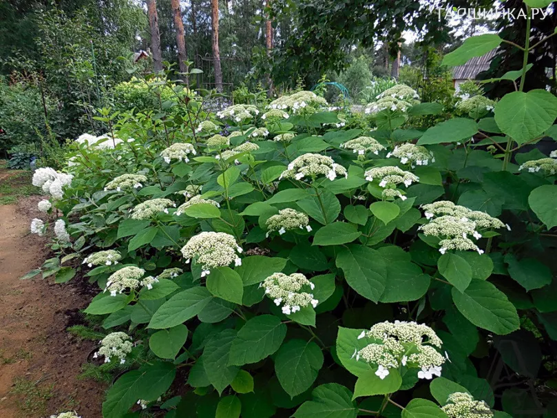 Гортензия Вайт Дом (Белый купол) древовидная