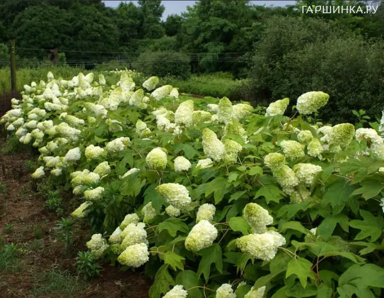 Гортензия Гармония дуболистная