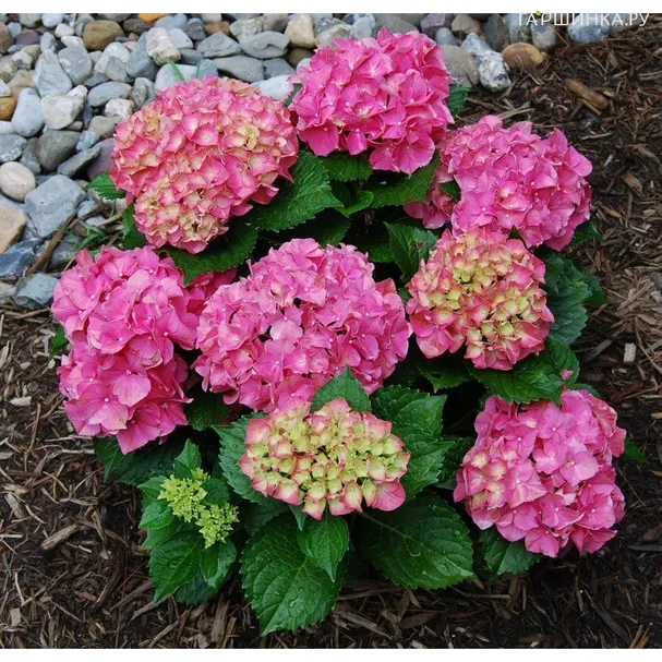 Гортензия Пинк (Розовая) крупнолистная ремонтантная (серия Навсегда и Вечно)